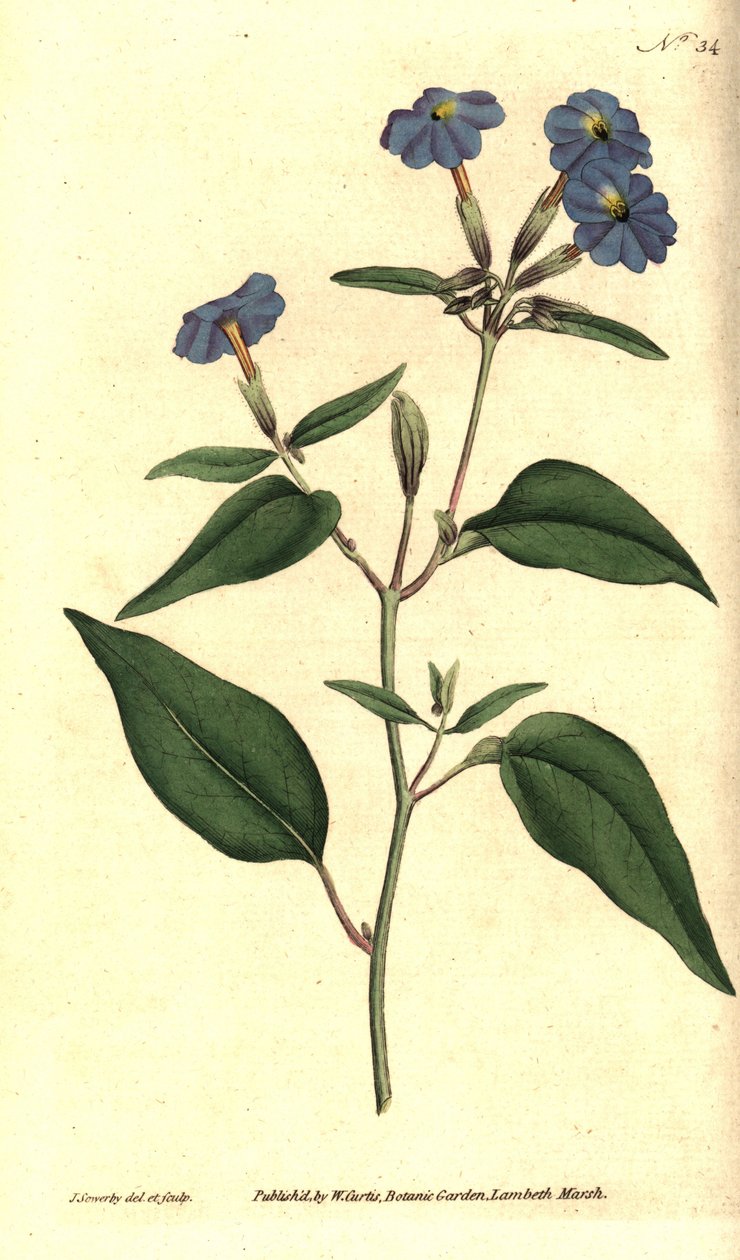 アメリカの browallie - ジャマイカのわすれな草、アメジストの花、またはブッシュ バイオレット、Browallia americana (背の高い browallia、Browallia elata)。 William Curtis