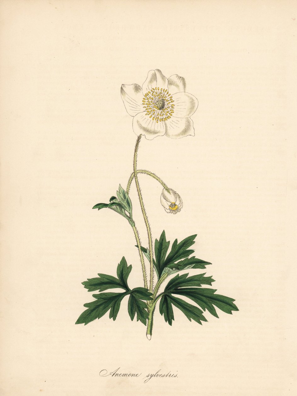 ドリル ビットのアネモネ - スノー ドロップ アネモネ、アネモネ sylvestris。 William Curtis の「Botanical Magazine」に掲載された James Sowerby のイラストから引用。M. A. Burnett 氏が「Plantae Utiliores: or Illus. 作： ジェームズ・サワビー