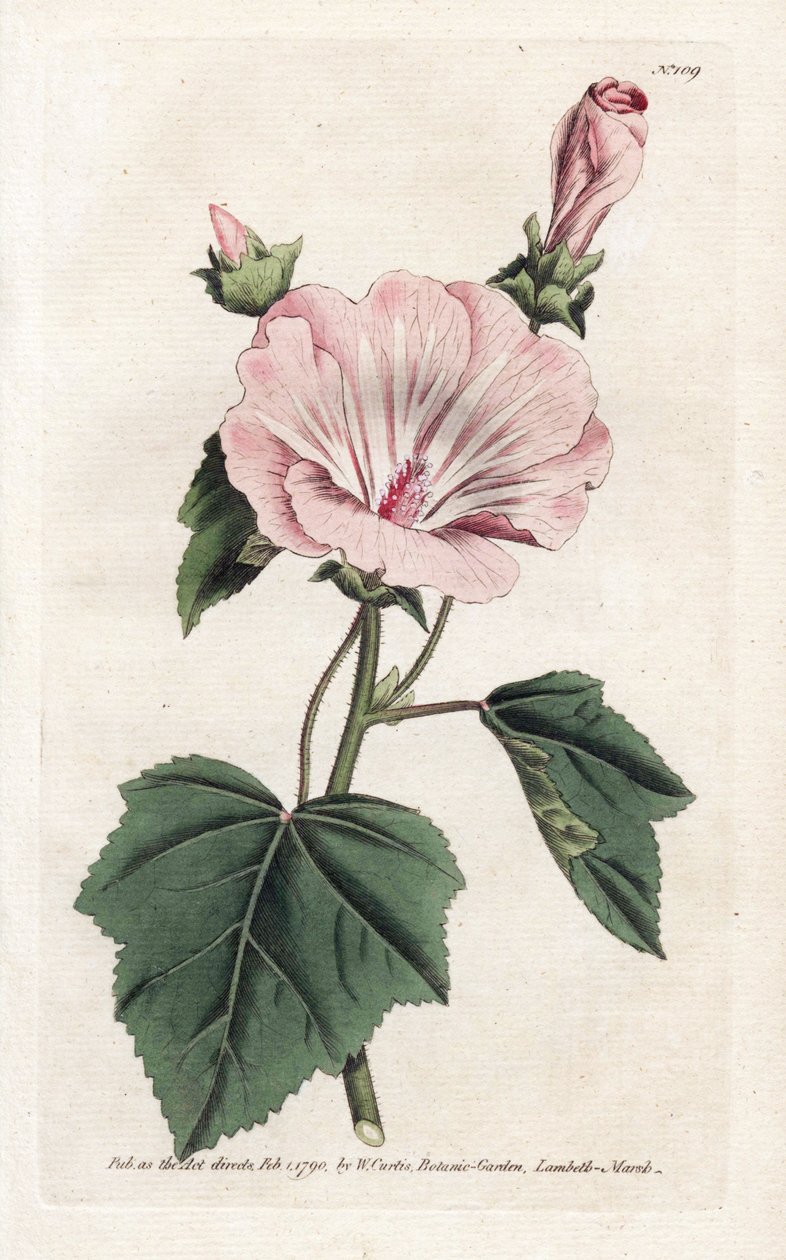 毎年恒例の紫色または四半期ごとの溶岩 - James Sowerby (1757-1822) によるリトグラフ、William Curtis