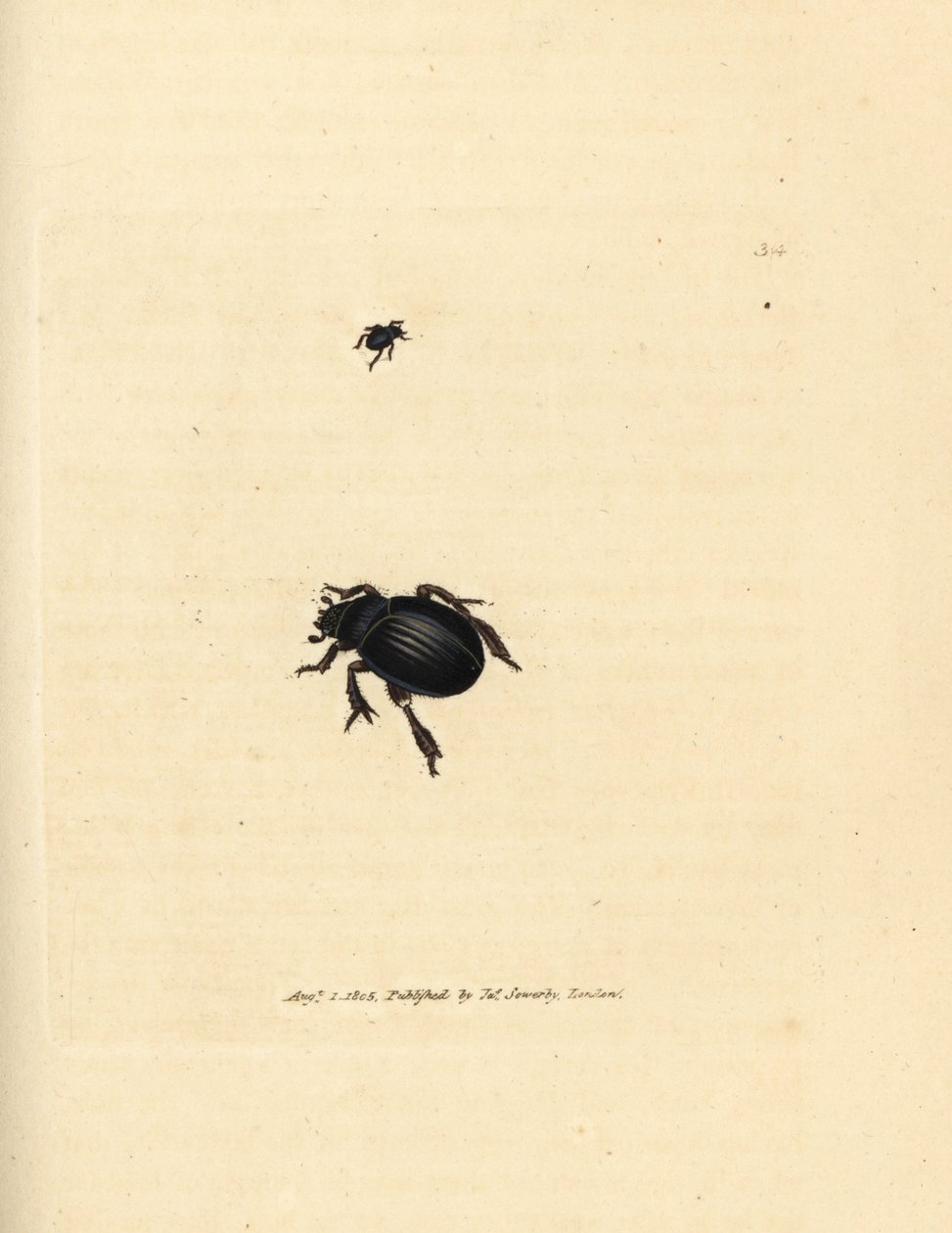 Aphodius arenarius カブトムシ (Scarabaeus ovalis)。 The British Miscellany の James Sowerby による手彩色の銅版画、または新しい、珍しい、またはほとんど知られていない動物の彩色された図。 作： ジェームズ・サワビー