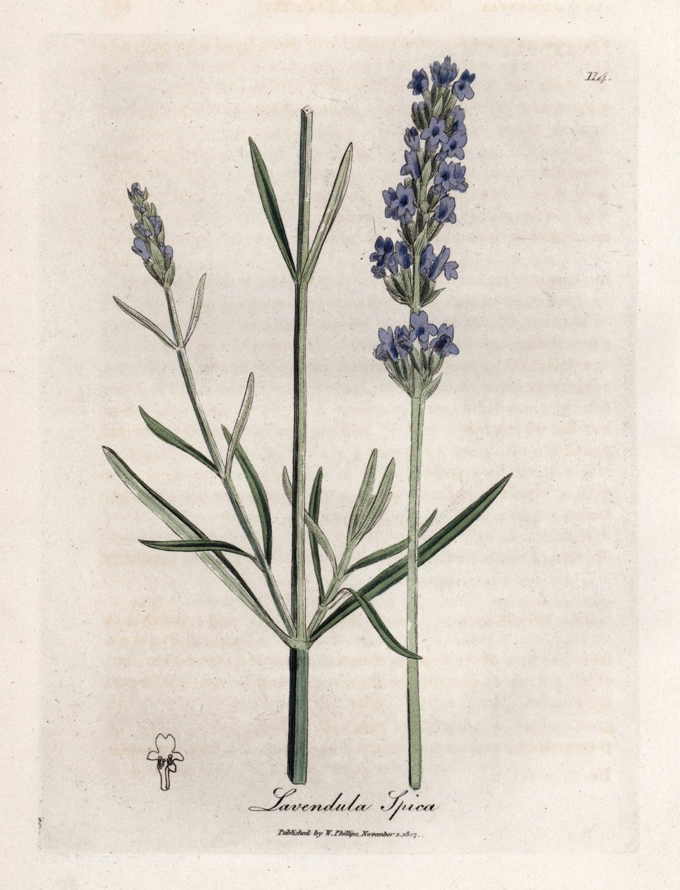 アピックラベンダー。 Botanique Medicinale の James Sowerby (1757-1822) による素描からの手彩色の銅版画 作： ジェームズ・サワビー
