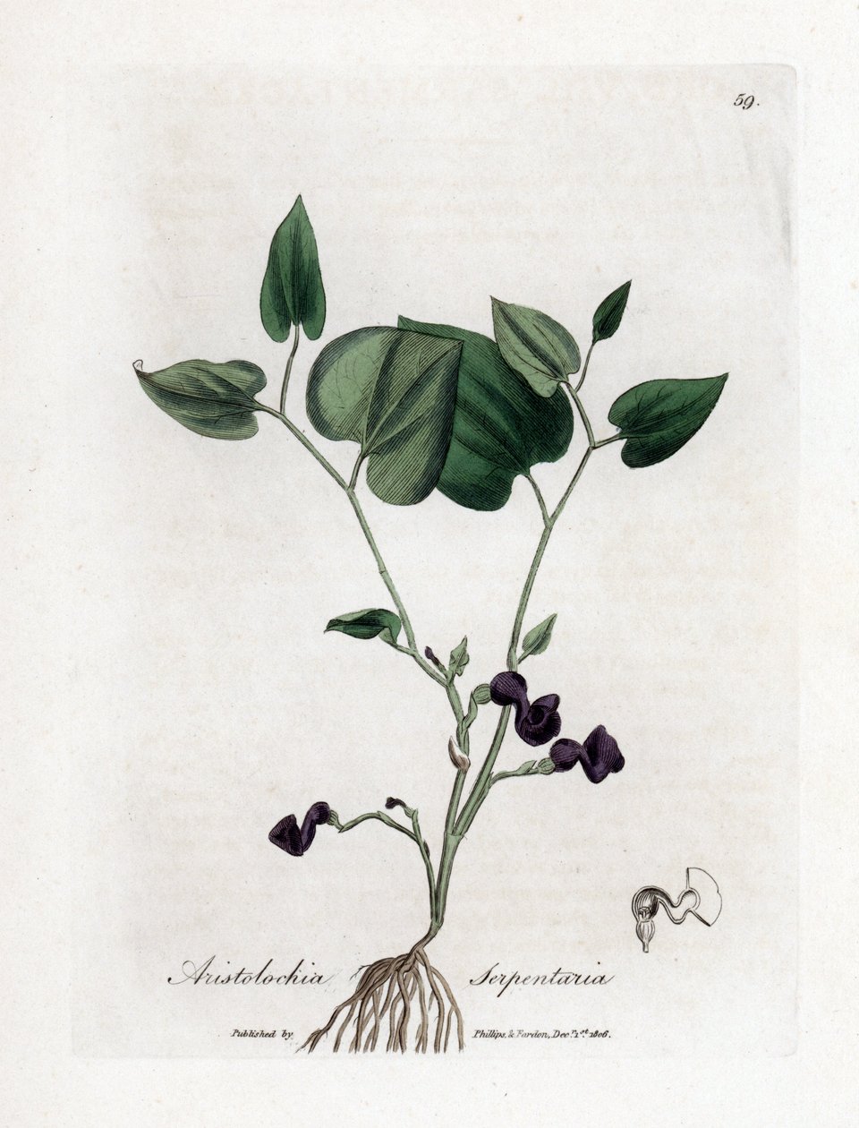 Aristoloche variete - スネークルートの誕生草、Aristolochia serpentaria。 ジェームズ・ソワービーによるウィリアム・ウッドビルの植物図とウィリアム・ジャクソン・フッカー卿の「「医療植物学」」、ジョン・ボーン、ロンドンの手彩色銅版画 作： ジェームズ・サワビー