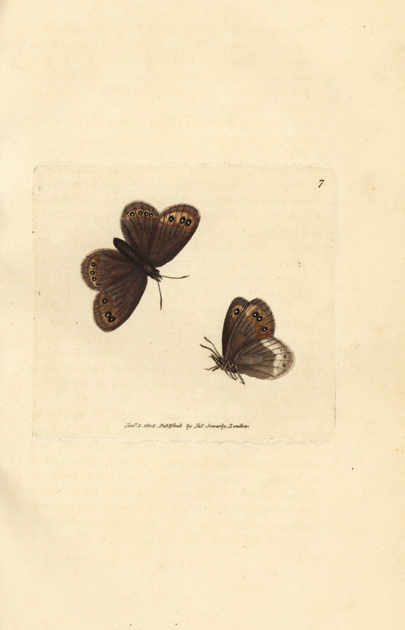 アランブラウン、エレビア・リゲア（アゲハ・リゲア）。 The British Miscellany の James Sowerby による手彩色の銅版画、または新しい、珍しい、またはほとんど知られていない動物の彩色された図。 作： ジェームズ・サワビー