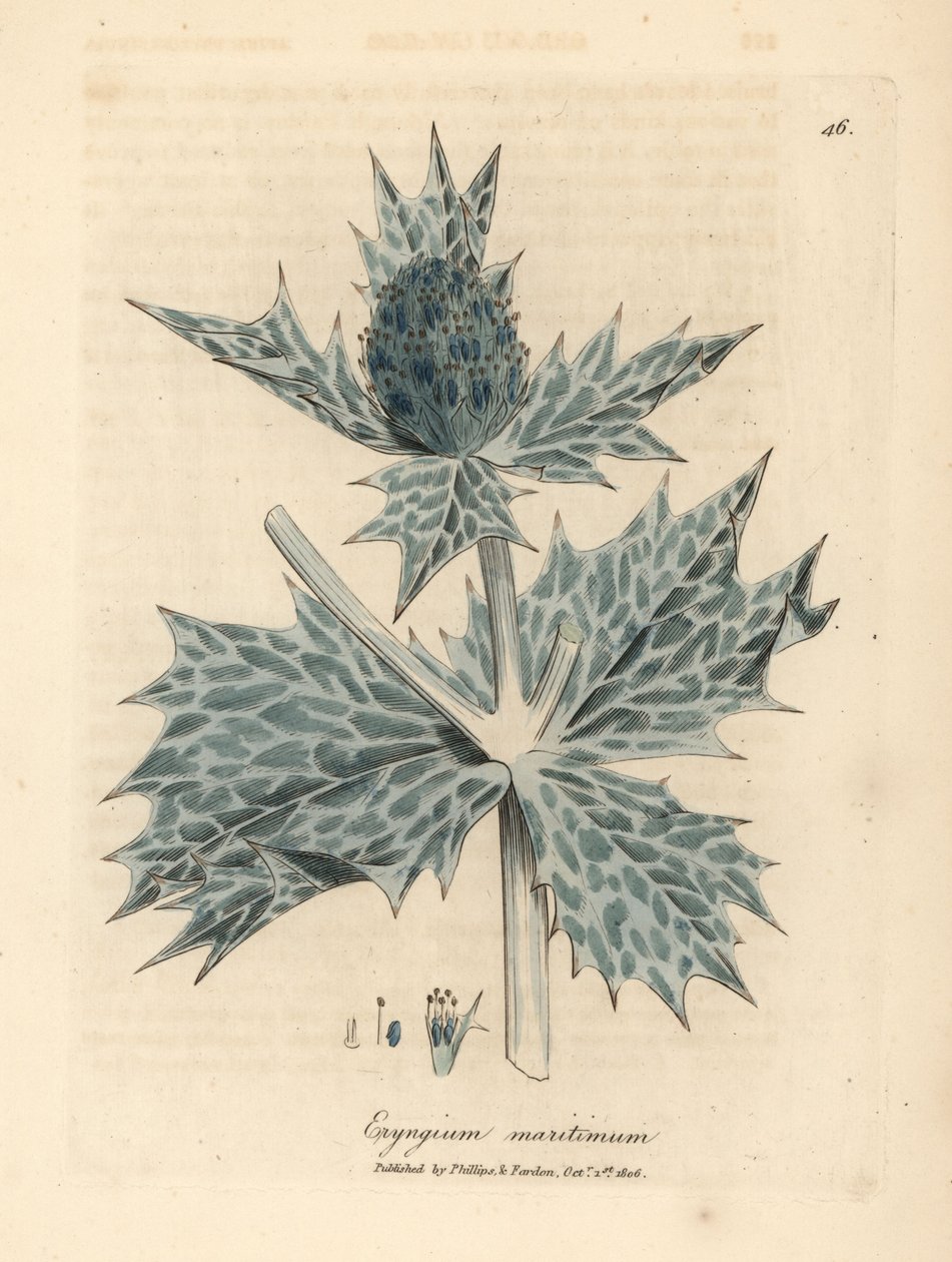 青い花の海ヒイラギまたは eryngo、Eryngium maritinum 作： ジェームズ・サワビー
