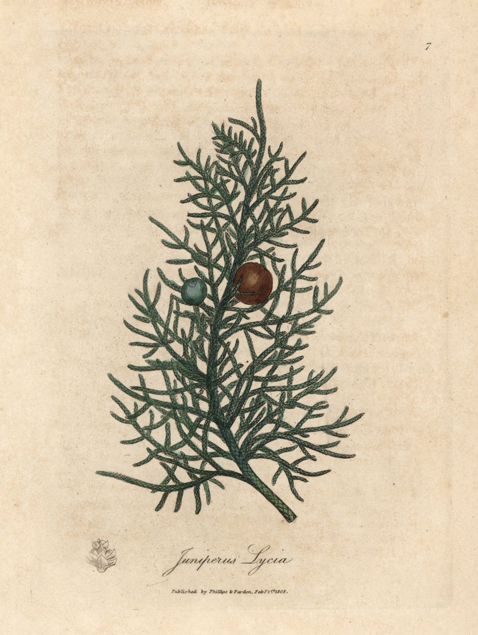 杉の木、Juniperus lycia の枝と果実 作： ジェームズ・サワビー