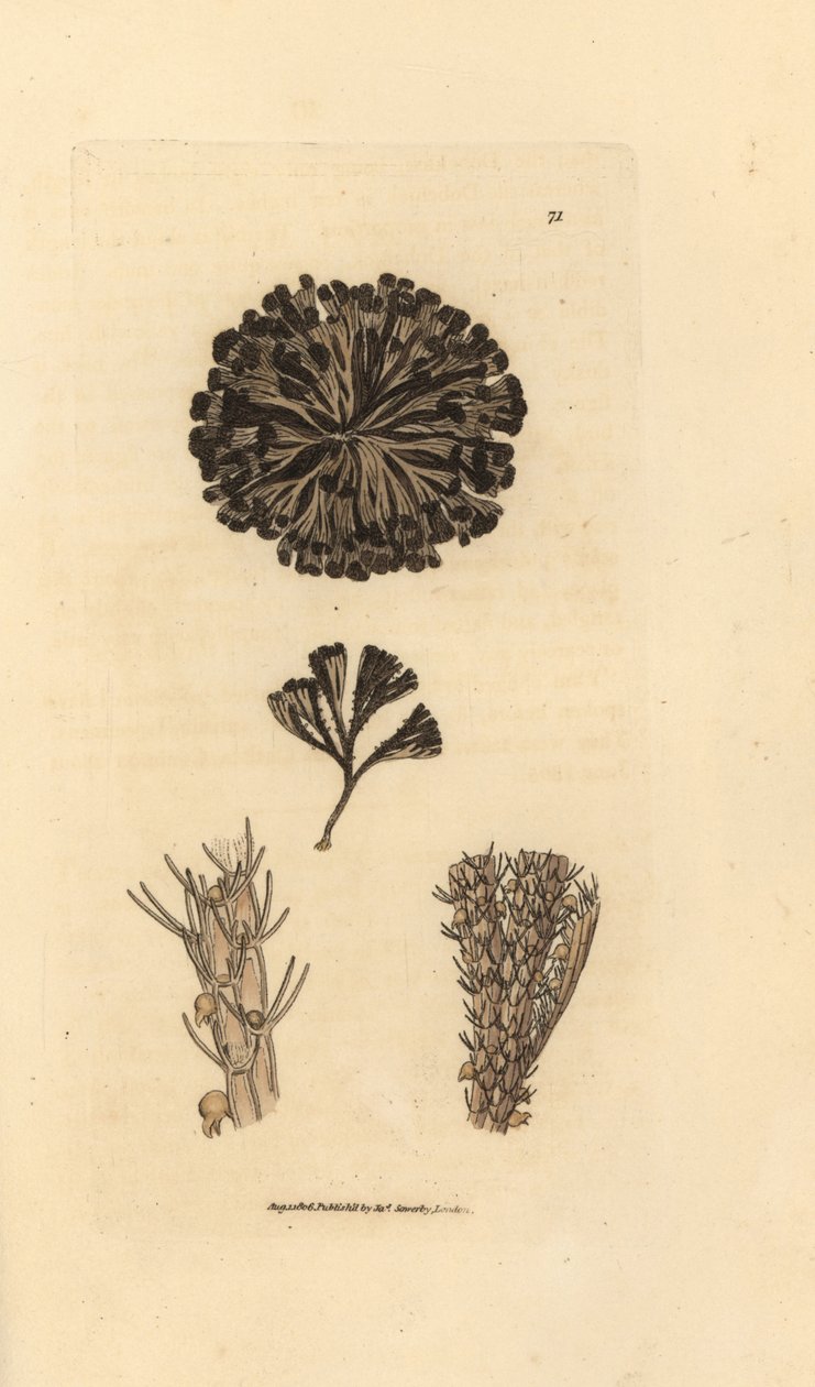 Bugulina avicularia (Flustra avicularis)。 The British Miscellany の James Sowerby による手彩色の銅版画、または新しい、珍しい、またはほとんど知られていない動物の彩色された図。 作： ジェームズ・サワビー