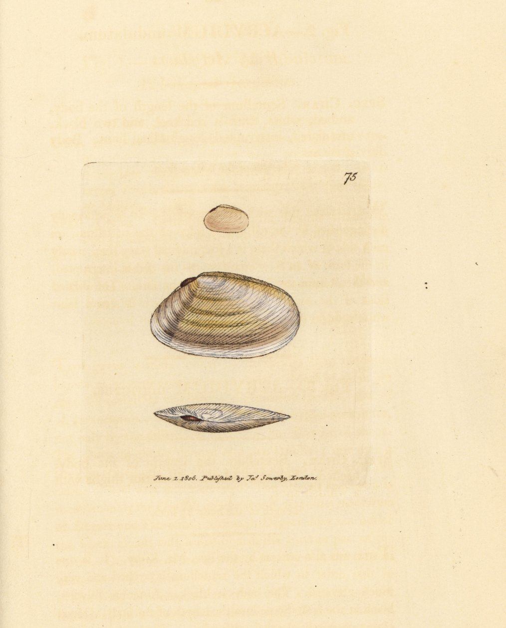 Candystick tellina シェル、Tellina similis。 The British Miscellany の James Sowerby による手彩色の銅版画、または新しい、珍しい、またはほとんど知られていない動物の彩色された図。 作： ジェームズ・サワビー