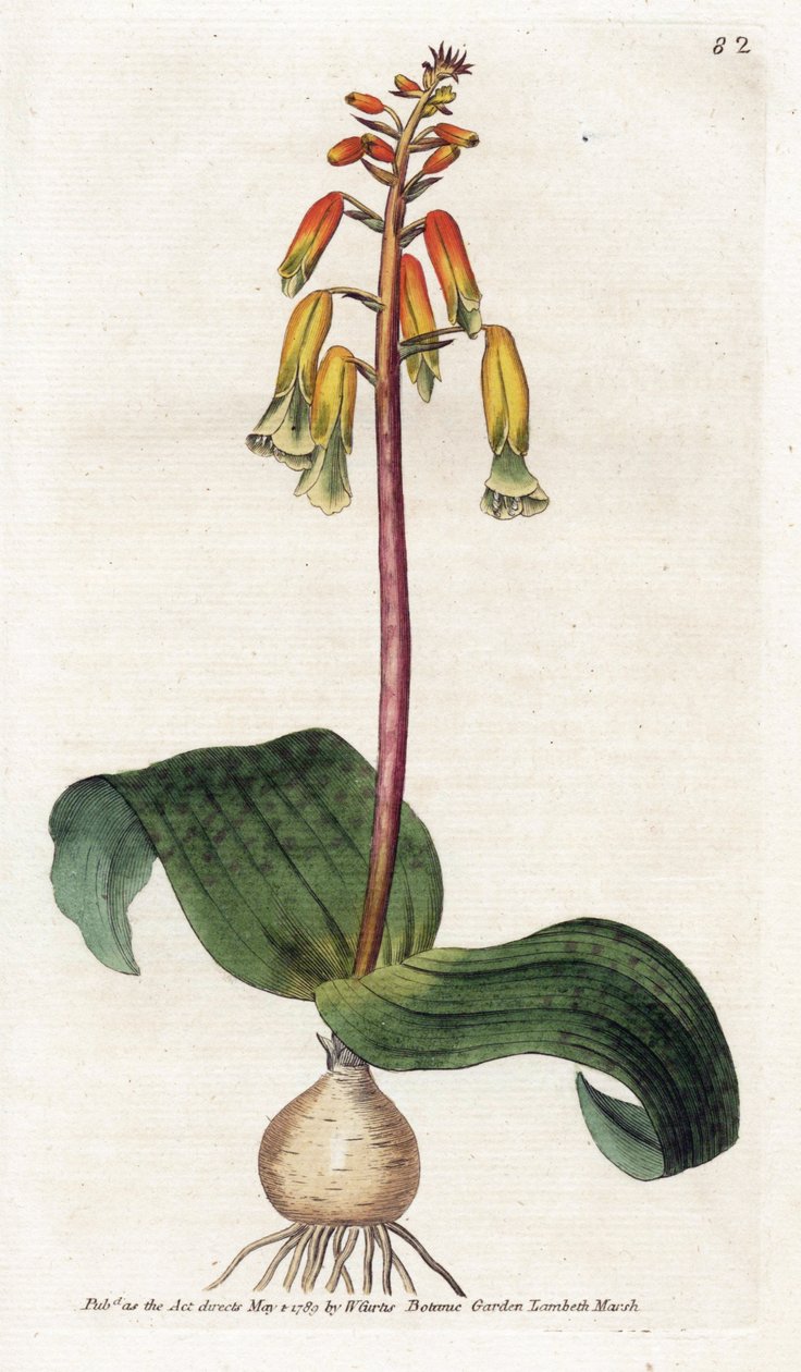 ケープタウンカッコウ - James Sowerby (1757-1822) によるリトグラフィー、William Curtis (1746-1799) による植物誌のプレート 作： ジェームズ・サワビー