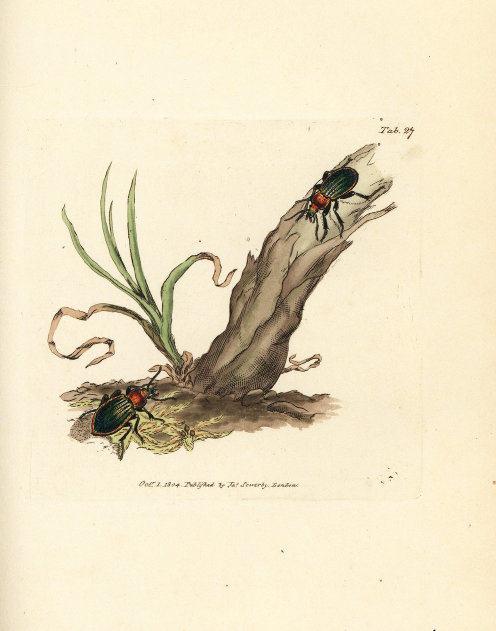 Carabus nitens カブトムシ。 The British Miscellany の James Sowerby による手彩色の銅版画、または新しい、珍しい、またはほとんど知られていない動物の彩色された図。 作： ジェームズ・サワビー
