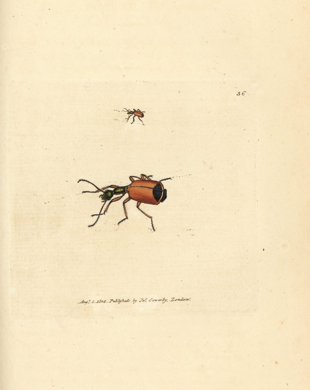 Carabus rotundicollis カブトムシ。 The British Miscellany の James Sowerby による手彩色の銅版画、または新しい、珍しい、またはほとんど知られていない動物の色付きの図。 作： ジェームズ・サワビー