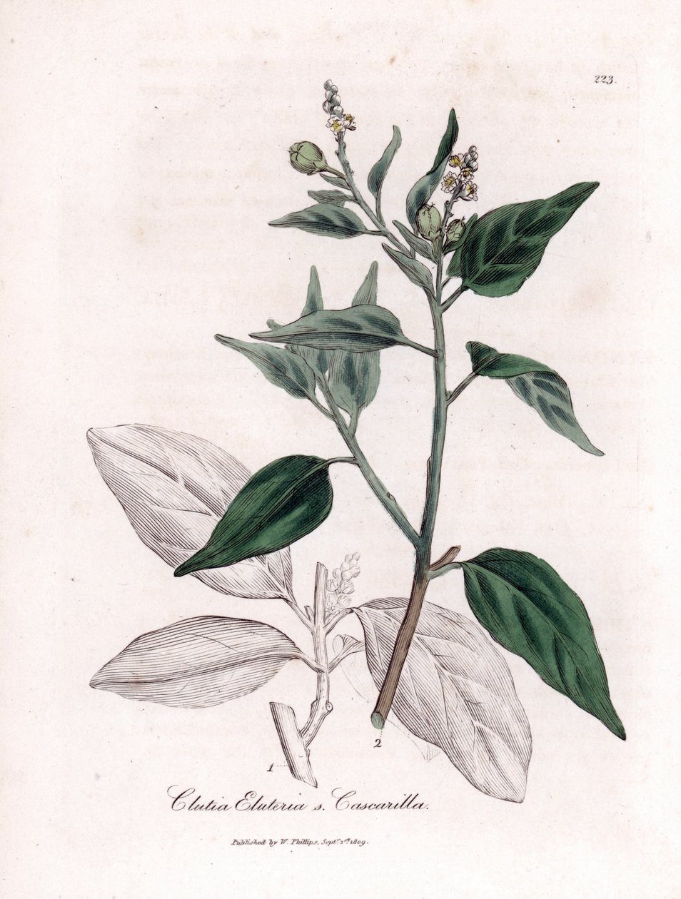 Cascarille officinale またはソフトまたはフェイク キンキーナ材 - Cascarilla、Crotia (Clutia) eluteria。 ウィリアム・ウッドビルのジェームス・ソワービーによる植物図とウィリアム・ジャクソン・フッカー卿の「「医学植物学」」、ジョンによる手彩色の銅版画 作： ジェームズ・サワビー