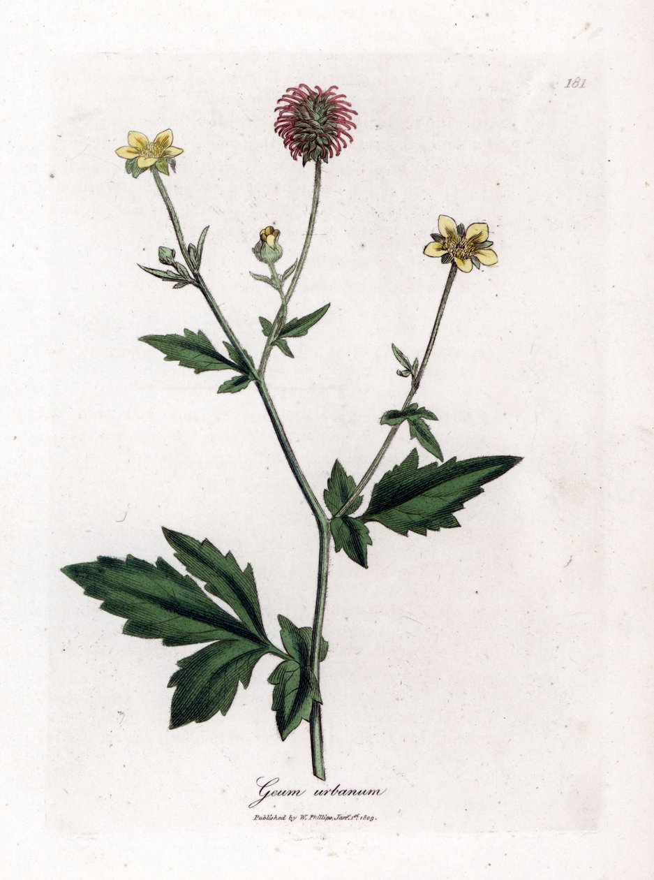 Saint Benoit の一般的な benoite または草 - Wood avens、Geum Urbanum。 ジェームズ・ソワービーによるウィリアム・ウッドビルの植物図とウィリアム・ジャクソン・フッカー卿の「「医療植物学」」、ジョン・ボーン、ロンドンの手彩色銅版画 作： ジェームズ・サワビー