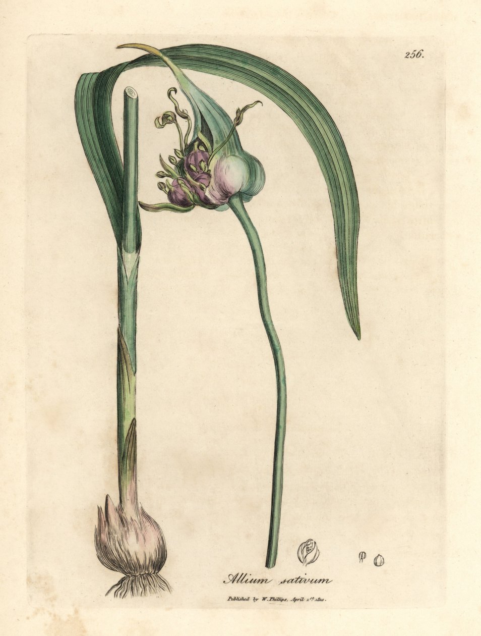 一般的な栽培にんにく、Allium sativum 作： ジェームズ・サワビー