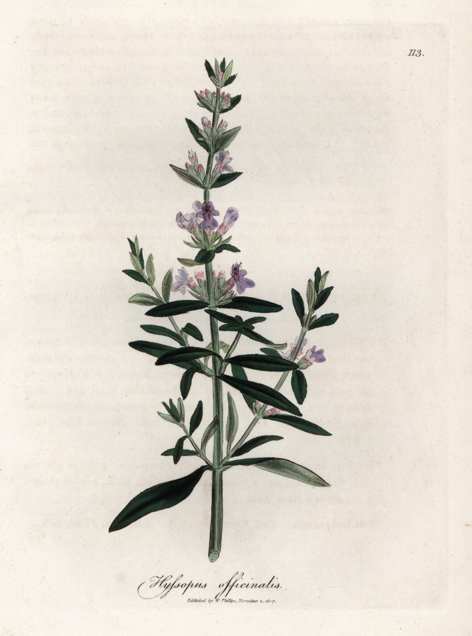 公定ヒソップ。 Botanique Medicinale の James Sowerby (1757-1822) による素描からの手彩色の銅版画 作： ジェームズ・サワビー