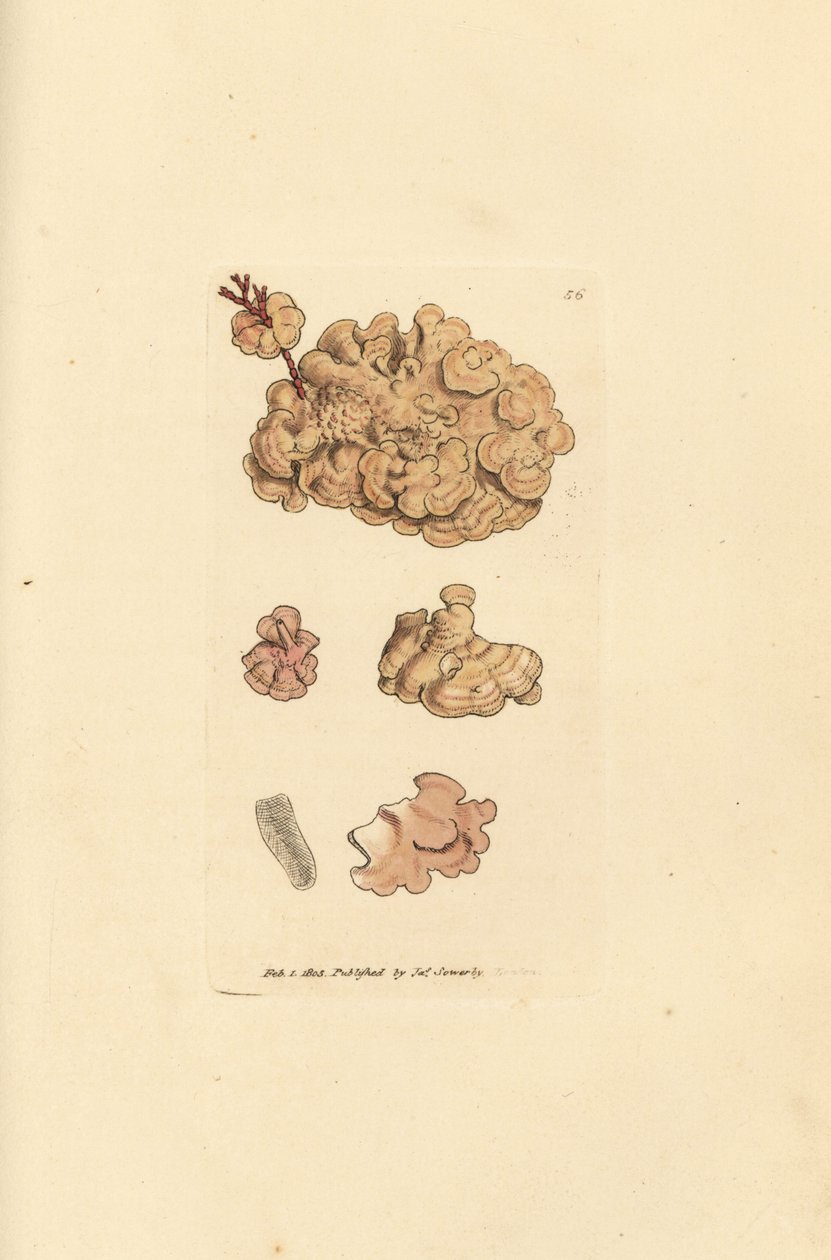 サンゴ種、Corallina auriculariaeformis。 (サボテンの珊瑚、Halimedia opuntia?) The British Miscellany の James Sowerby による手彩色の銅版画、または新しい、珍しい、またはほとんど知られていない動物の色付きの図。 作： ジェームズ・サワビー