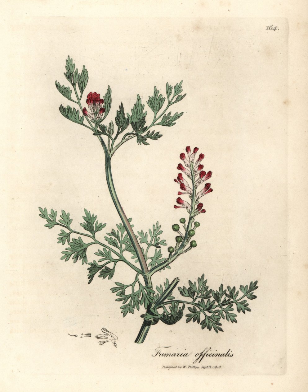 深紅の花フミトリー、Fumaria officinalis 作： ジェームズ・サワビー