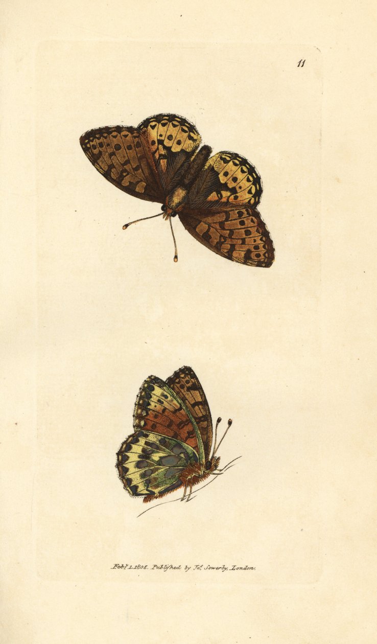 濃い緑色のバイモ、Argynnis aglaia (シャーロット バタフライ、アゲハ charlotta)。 The British Miscellany の James Sowerby による手彩色の銅版画、または新しい、珍しい、またはほとんど知られていない動物の色付きの図。 作： ジェームズ・サワビー