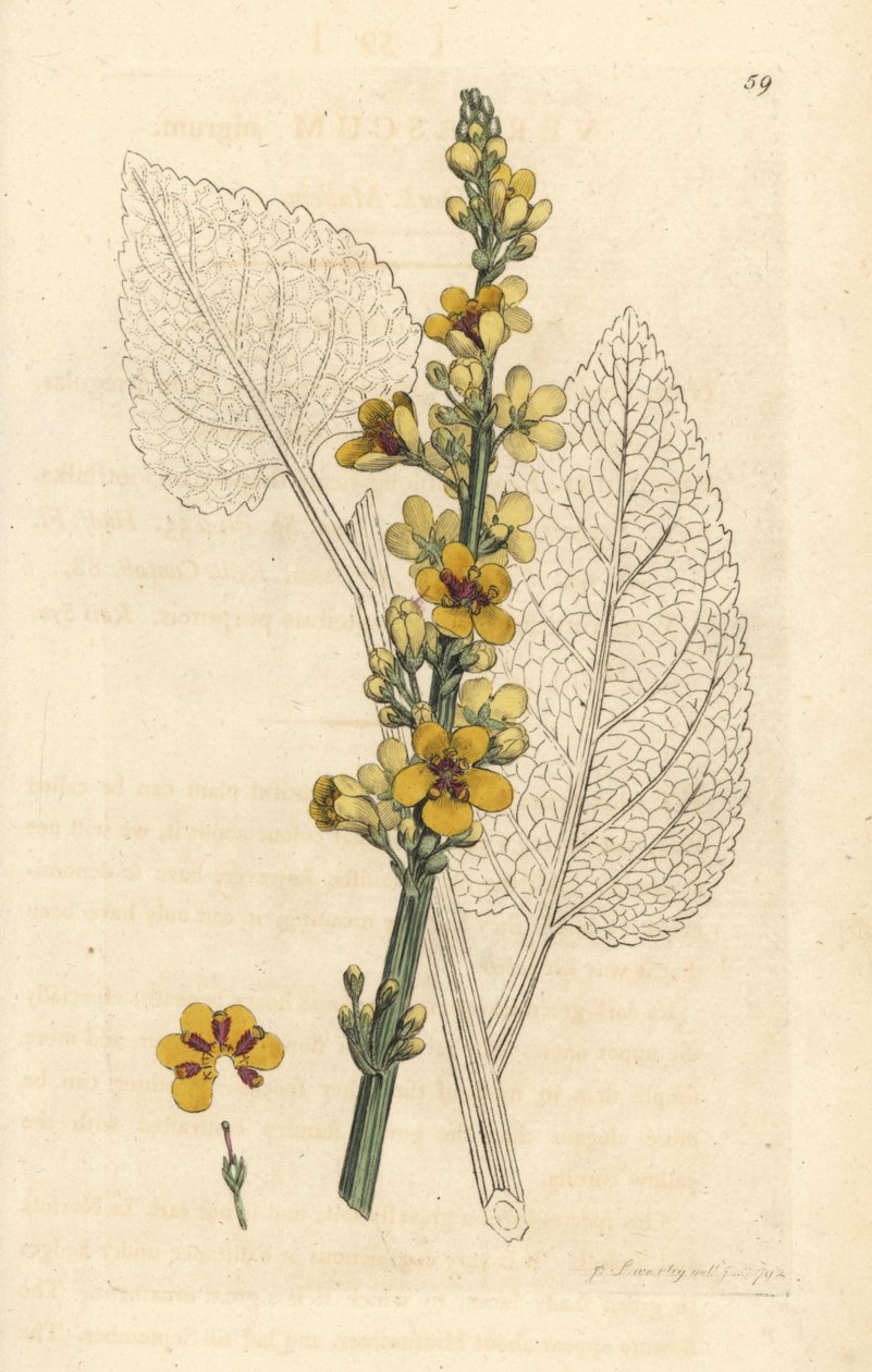ダークモウズイカ、Verbasum nigrum (black molene) ロンドンの James Smith