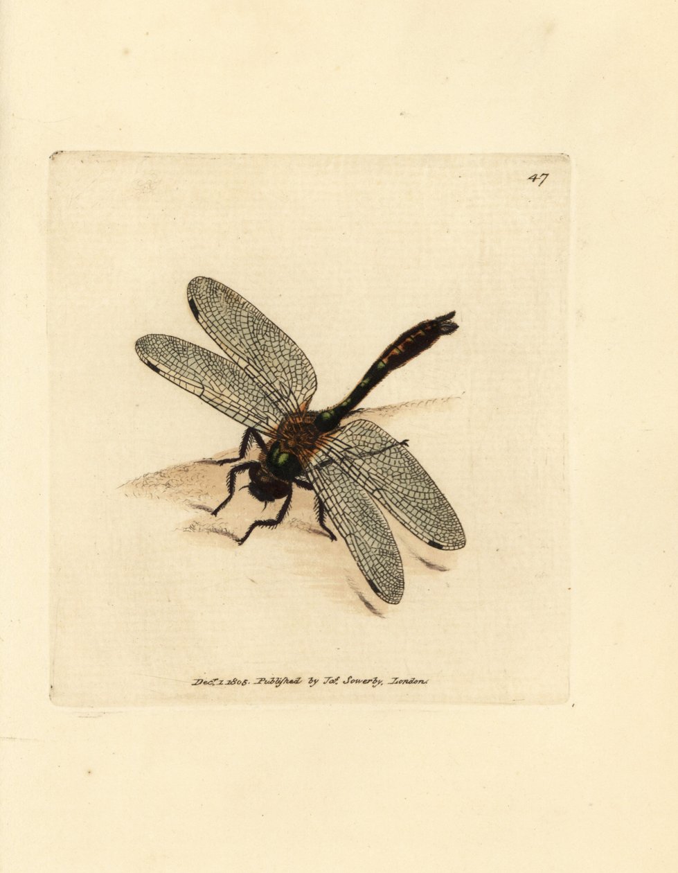 ダウニー エメラルド トンボ、Cordulia aenea (メタリック トンボ、Libellula aenea)。 The British Miscellany の James Sowerby による手彩色の銅版画、または新しい、珍しい、またはほとんど知られていない動物の彩色された図。 作： ジェームズ・サワビー