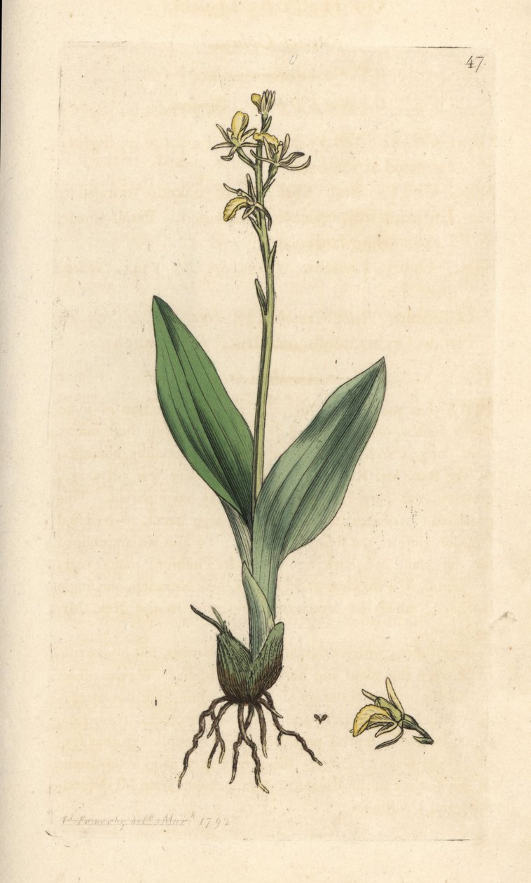 フェン蘭、Liparis loeselii (ドワーフ オフリス、オフリス loeselii)。 James Smith