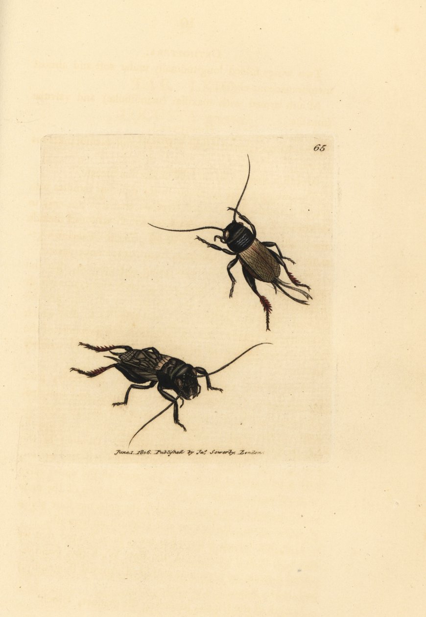 コオロギ、Gryllus campestris (Accheta campestris)。 The British Miscellany の James Sowerby による手彩色の銅版画、または新しい、珍しい、またはほとんど知られていない動物の彩色された図。 作： ジェームズ・サワビー