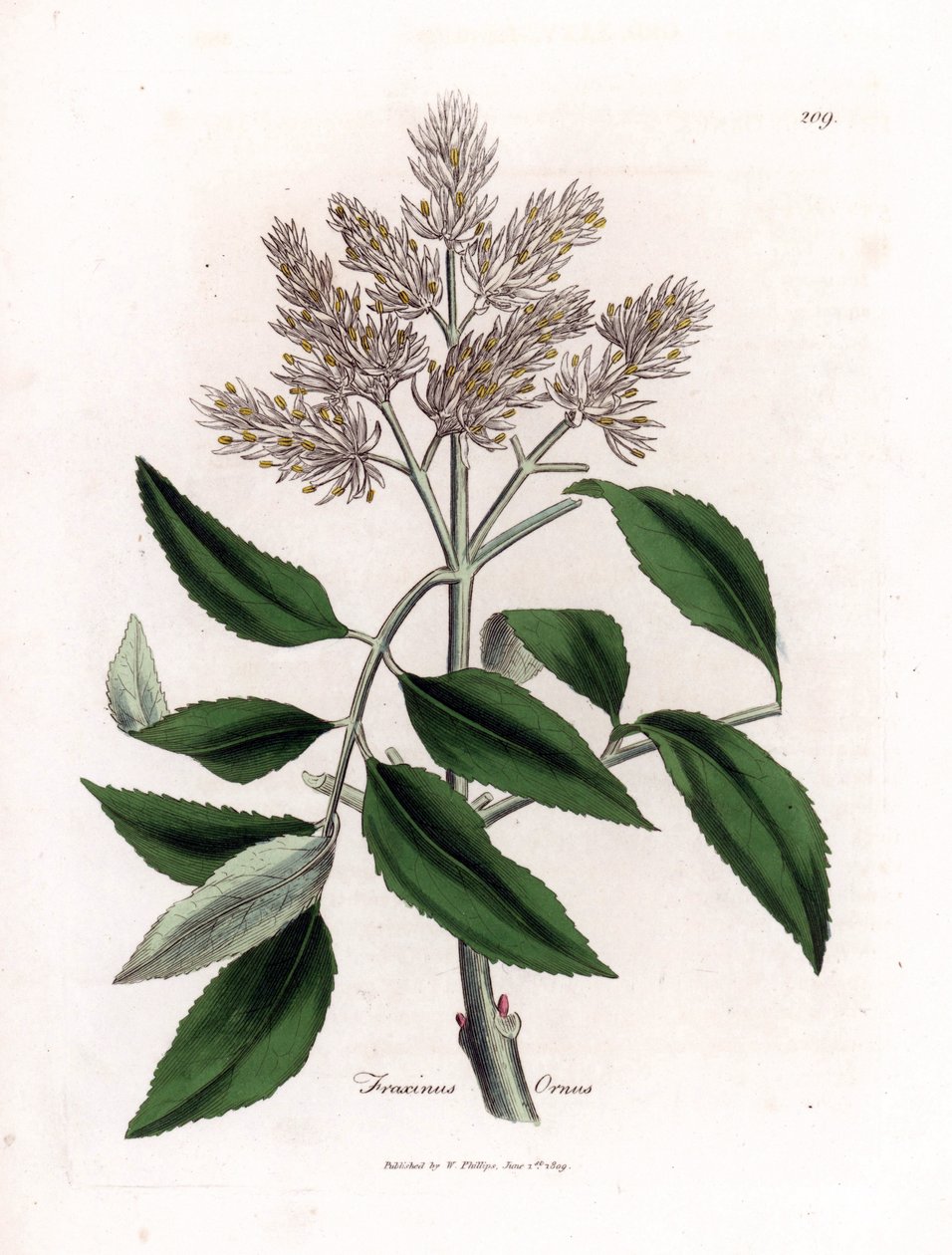 開花灰の木、Fraxinus ornus。 ジェームズ・ソワービーによるウィリアム・ウッドビルの植物図とウィリアム・ジャクソン・フッカー卿の「「医学植物学」」、ジョン・ボーン、ロンドンの手彩色の銅版画 作： ジェームズ・サワビー