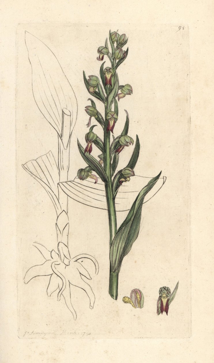 カエル蘭、Dactylorhiza viridis (カエル サテリオンまたは蘭、Satyrium viride)。 James Smith