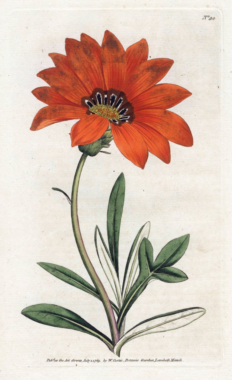 ガザニア (ガザニア) 急勾配 - James Sowerby (1757-1822) によるリトグラフィー、William Curtis