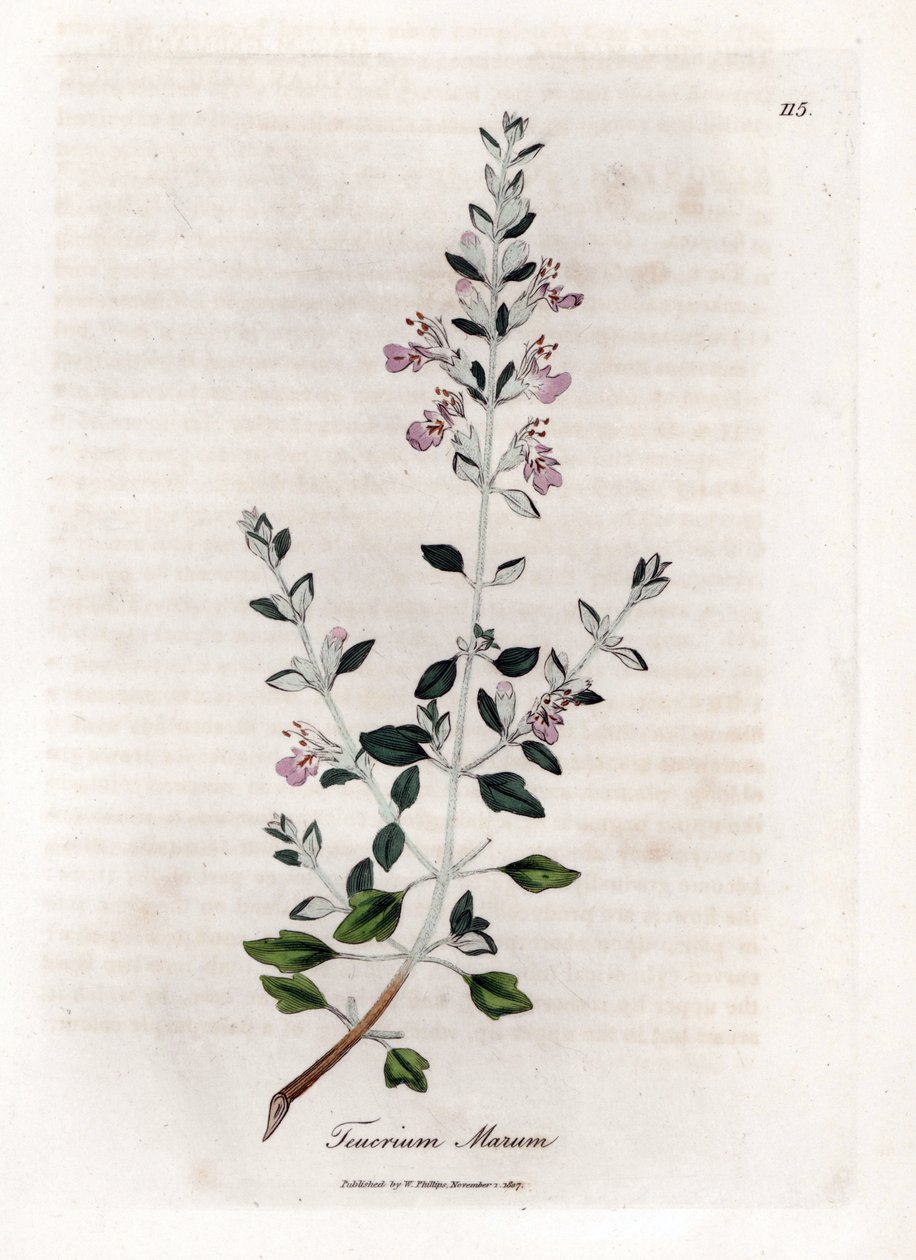Germandree marum または猫の germandree - 猫のタイム、Teucrium marum。 ウィリアム・ウッドヴィルのジェームス・ソワービーによる植物のイラストからの手彩色の銅版画とウィリアム・ジャクソン・フッカー卿の「「医学植物学」」、ジョン・ボーン、ロンドン 作： ジェームズ・サワビー