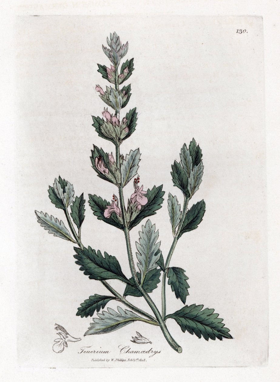 Germandree petit オーク - 一般的なジャーマンダー、Teucrium chamaedrys。 ジェームズ・ソワービーによるウィリアム・ウッドビルの植物図とウィリアム・ジャクソン・フッカー卿の「「医療植物学」」、ジョン・ボーン、ロンドンの手彩色銅版画 作： ジェームズ・サワビー
