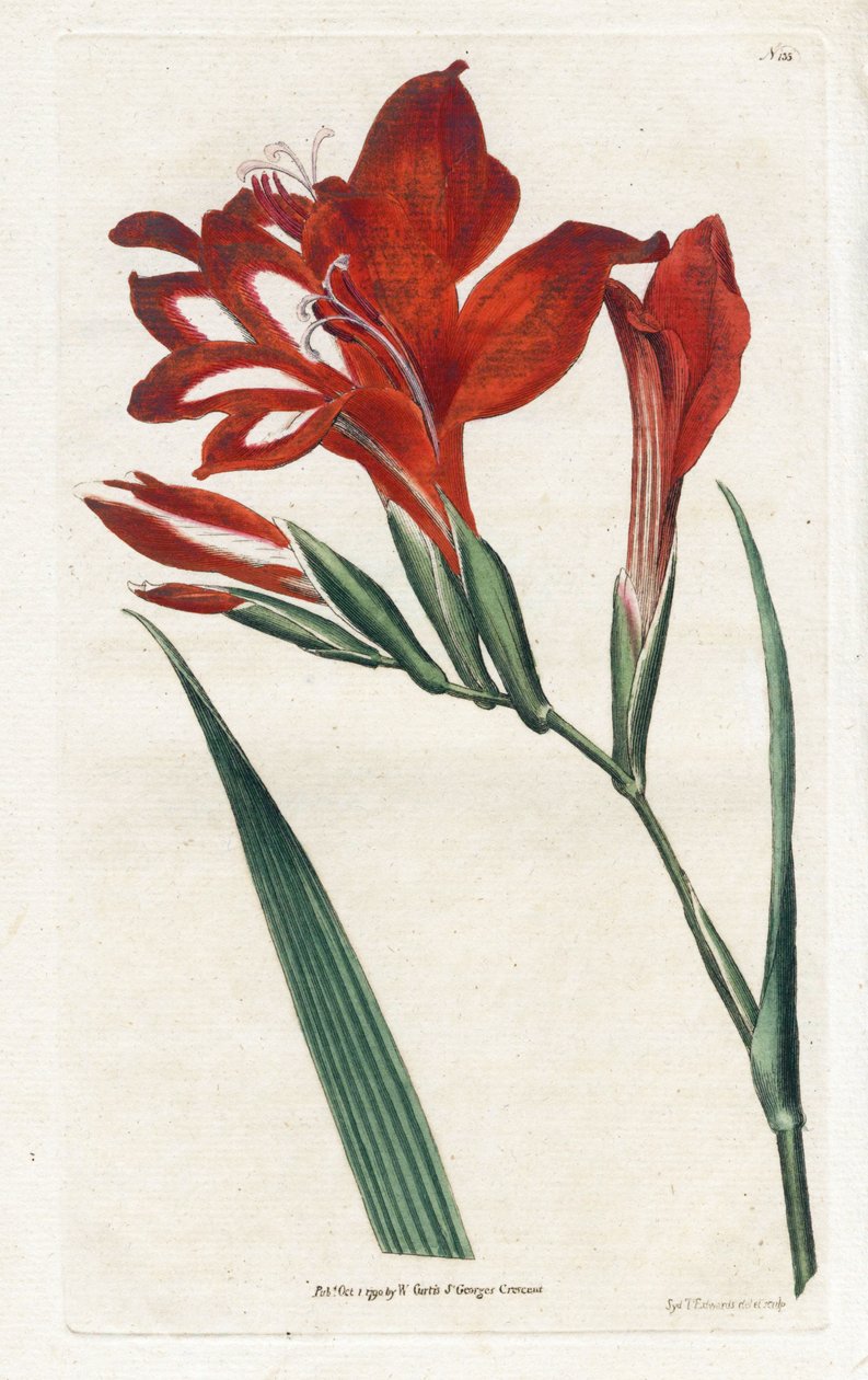 Glaieul cardinal - James Sowerby (1757-1822) によるリトグラフィー、William Curtis (1746-1799) による Botanical Magazine より 作： ジェームズ・サワビー