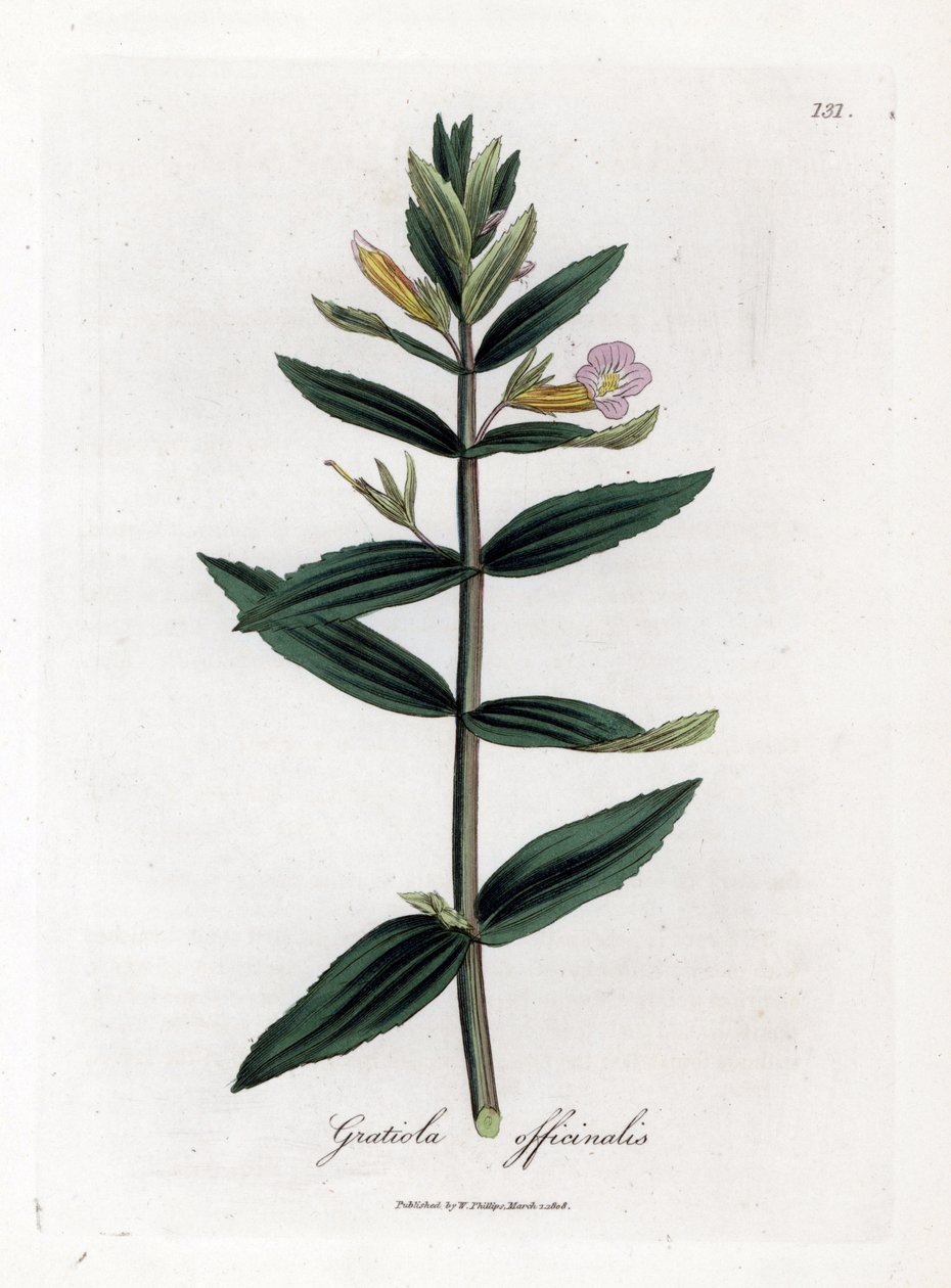 Gratiole officinale - ヘッジヒソップ、Gratiola officinalis。 ジェームズ・ソワービーによるウィリアム・ウッドビルの植物図とウィリアム・ジャクソン・フッカー卿の「「医療植物学」」、ジョン・ボーン、ロンドンの手彩色銅版画 作： ジェームズ・サワビー