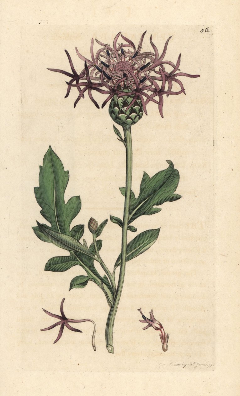 ヤグルマギク、Centaurea scabiosa (Centauree scabieuse) ロンドンの James Smith