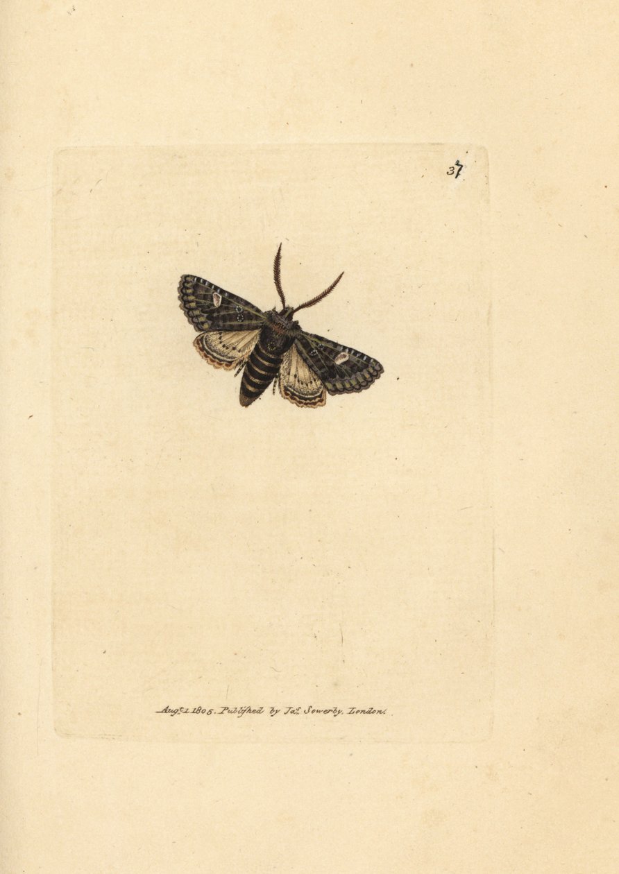 緑ぶちドット蛾、バレリア oleagina (Phalaena Bombyx oleagina)。 The British Miscellany の James Sowerby による手彩色の銅版画、または新しい、珍しい、またはほとんど知られていない動物の彩色された図。 作： ジェームズ・サワビー