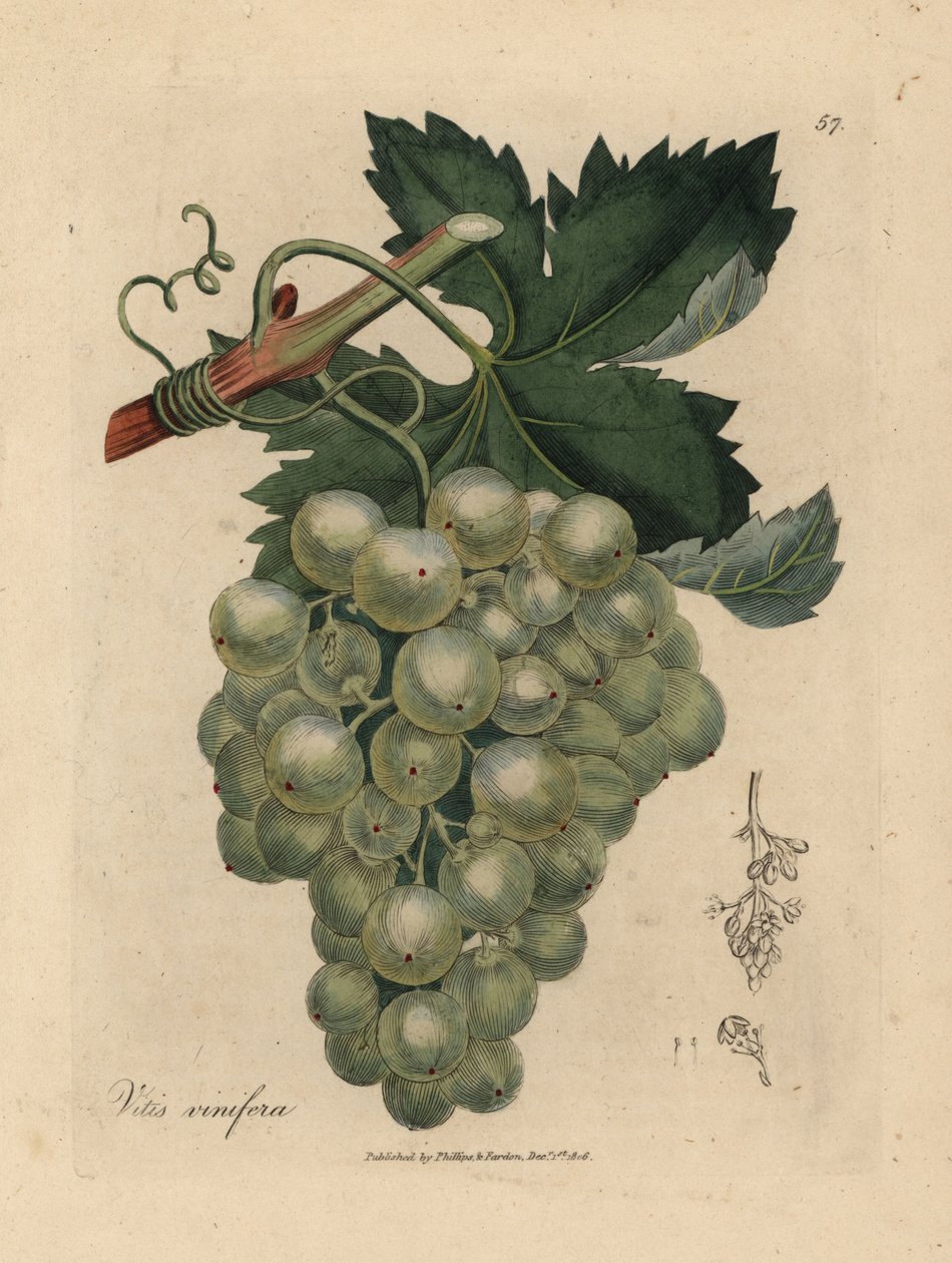 緑のブドウ、つる、葉、Vitis vinifera 作： ジェームズ・サワビー