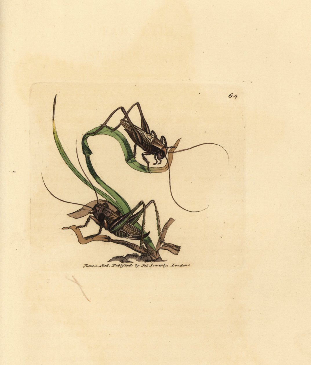 灰色のブッシュ クリケット、Platycleis grisea (灰色イナゴ、イナゴ grisea)。 The British Miscellany の James Sowerby による手彩色の銅版画、または新しい、珍しい、またはほとんど知られていない動物の彩色された図。 作： ジェームズ・サワビー