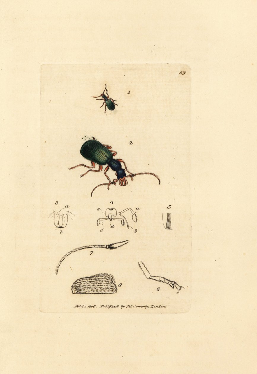 オサムシ、Drypta dentata (Golden-mouthed carabus、Carabus chrysostomos)。 The British Miscellany の James Sowerby による手彩色の銅版画、または新しい、珍しい、またはほとんど知られていない動物の色付きの図。 作： ジェームズ・サワビー