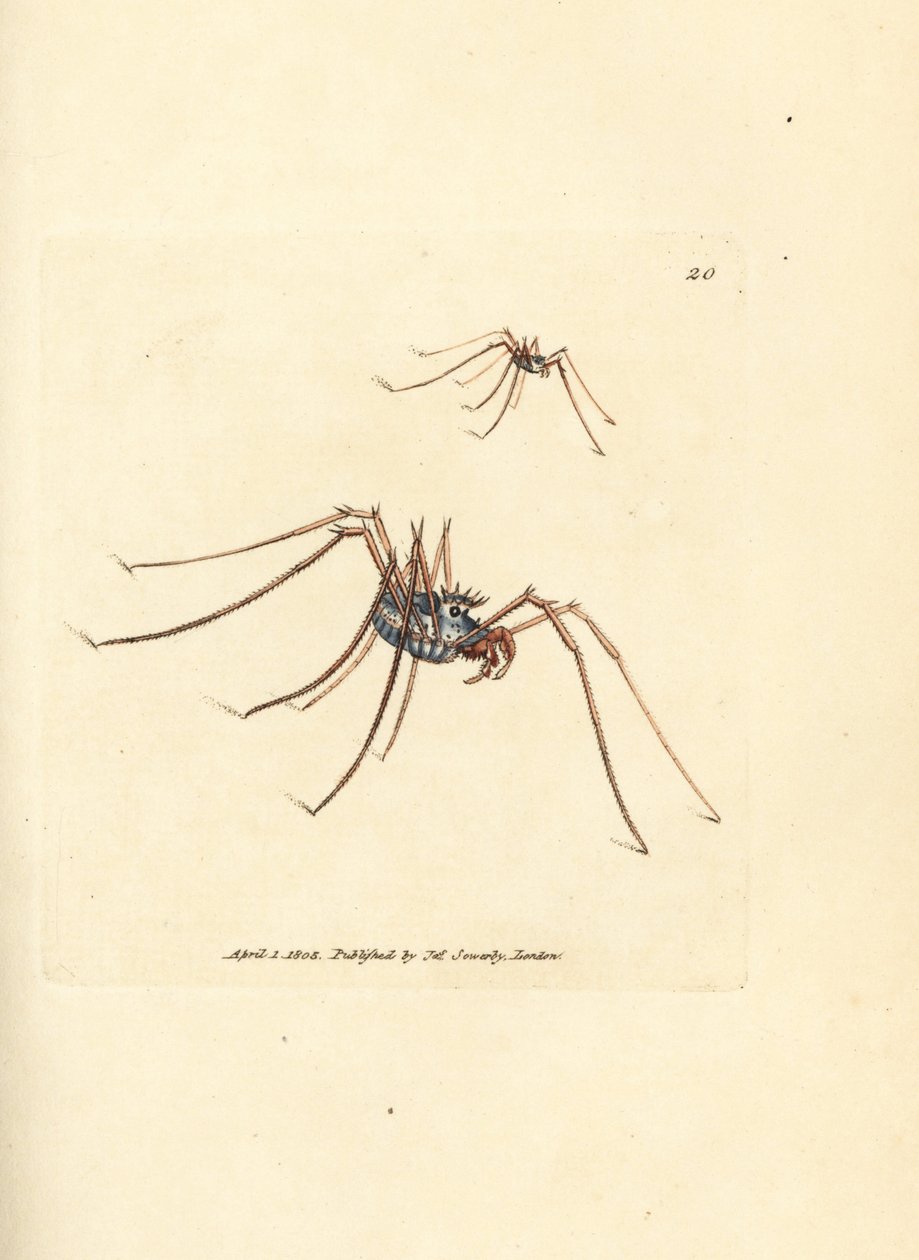 ハーベストマン クモ、Megabunus diadema。 The British Miscellany の James Sowerby による手彩色の銅版画、または新しい、珍しい、またはほとんど知られていない動物の色付きの図。 作： ジェームズ・サワビー