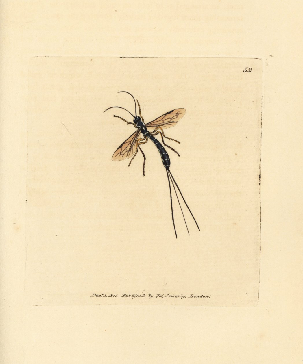 Ichneumon ハエ、Rhyssa persuasoria (Ichneumon persuasorius)。 The British Miscellany の James Sowerby による手彩色の銅版画、または新しい、珍しい、またはほとんど知られていない動物の彩色された図。 作： ジェームズ・サワビー