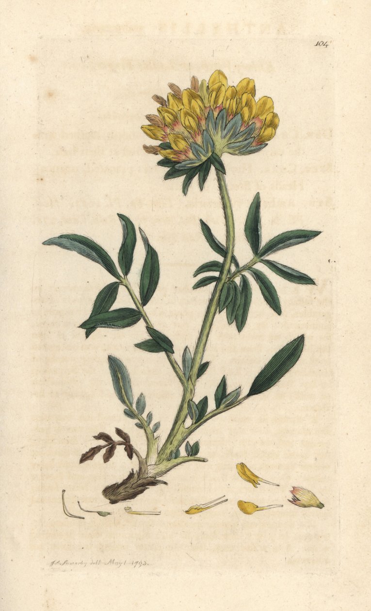 腎臓レンゲまたは女性の指、Anthyllis vulneraria (Anthyllide vulneraire) ロンドンの James Smith