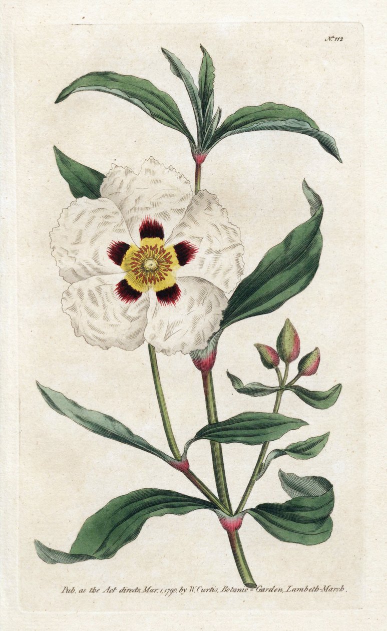 Ladanifere または Ledon Cistus - James Sowerby (1757-1822) によるリトグラフィー、William Curtis (1746-1799) の Botanical Magazine より 作： ジェームズ・サワビー