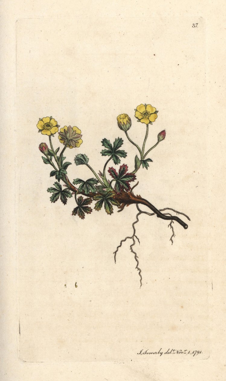 大輪のポテンティラ、Potentilla grandiflora (Spring cinquefoil、Potentilla verna) (cinquefoil) ジェームズ・スミスの英国植物学、ロンドンのジェームズ・ソワービーによるイラストの後に手彩色の銅板彫刻 作： ジェームズ・サワビー
