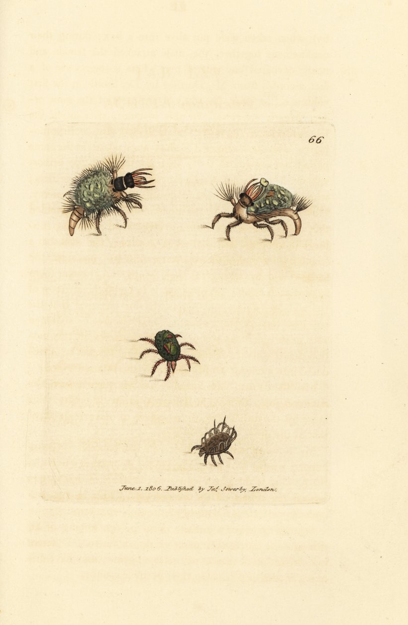 地衣をまとったヘメロビウス (クサカゲロウ) の幼虫、ダニ、Acarus amictus と小さなバスケット ダニ、Acarus corbicula。 The British Miscellany の James Sowerby による手彩色の銅版画、または新しい、珍しい、またはあまり知られていないアニの色付きの図 作： ジェームズ・サワビー