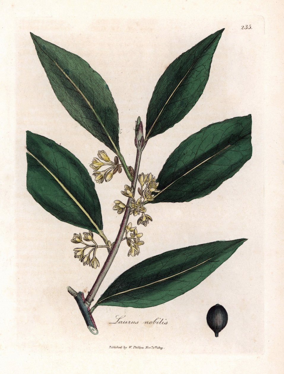 ローリエソース。 Botanique Medicinale の James Sowerby (1757-1822) による素描からの手彩色の銅版画 作： ジェームズ・サワビー