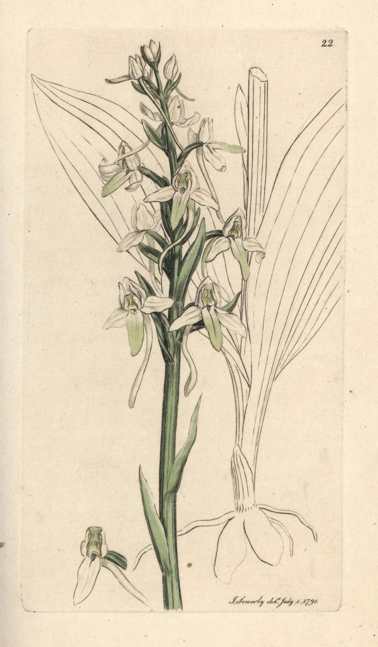 コチョウラン、プラタンテラ ビフォリア (Orchis bifolia)。 James Smith