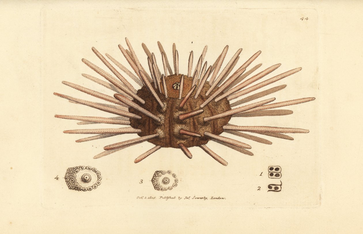 背の長いスレート ペン ウニ、Cidaris cidaris (Echinus cidaris)。 The British Miscellany の James Sowerby による手彩色の銅版画、または新しい、珍しい、またはほとんど知られていない動物の彩色された図。 作： ジェームズ・サワビー