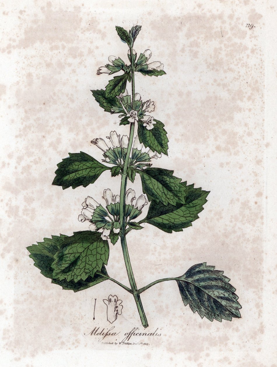 Melisse officinale または melisse レモングラス - 一般的なバーム、Melissa officinalis。 ジェームズ・ソワービーによるウィリアム・ウッドビルの植物図とウィリアム・ジャクソン・フッカー卿の「「医学植物学」」、ジョン・ボーン、ロンドンの手彩色の銅版画 作： ジェームズ・サワビー