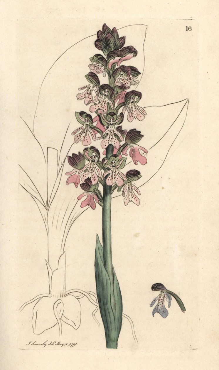 ミリタリー ラン、Orchis militaris (Orchis ウォリアー) James Smith