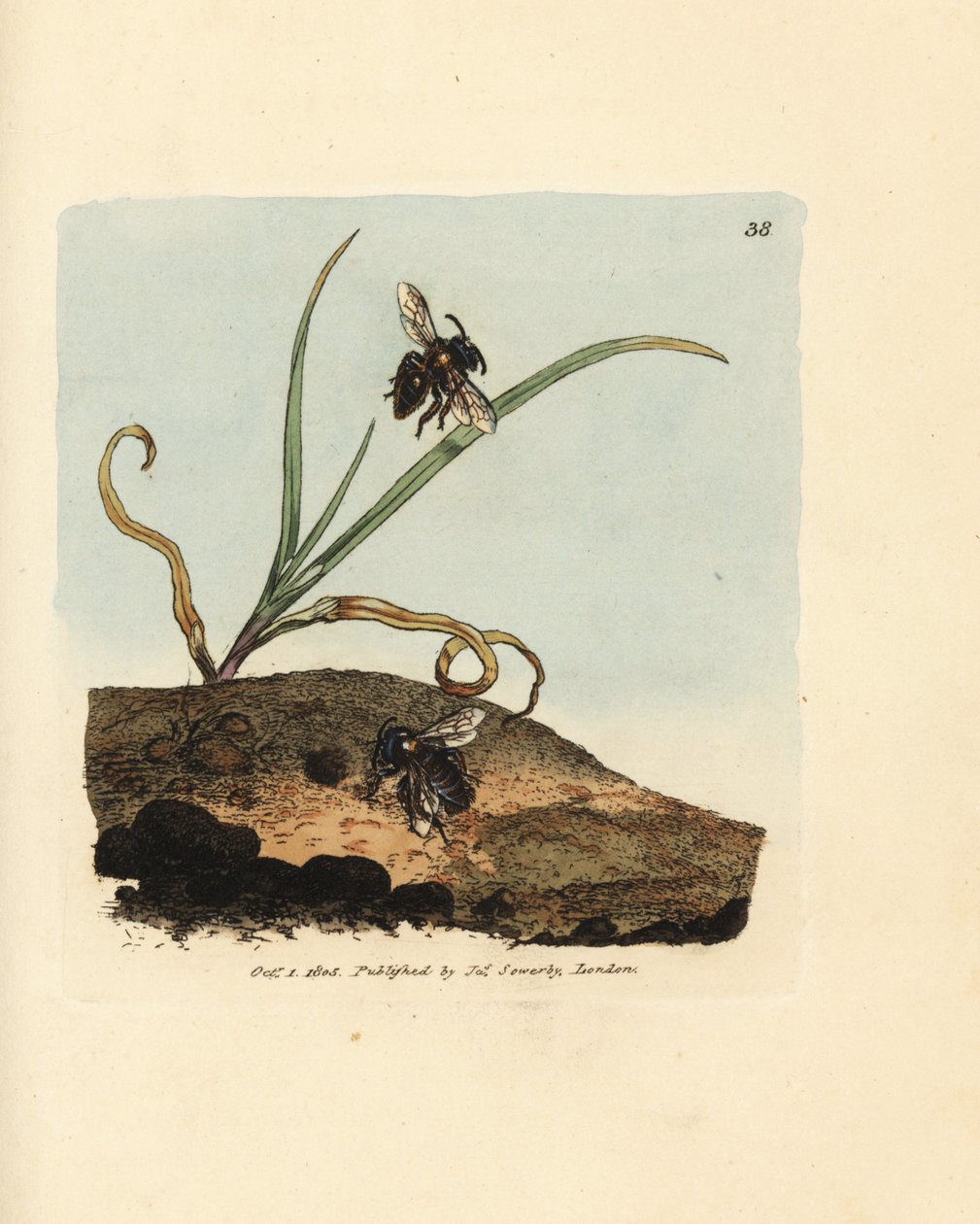 鉱山蜂、アンドレナ・ニグロアネア（メリッタ・ニグロアネア）。 The British Miscellany の James Sowerby による手彩色の銅版画、または新しい、珍しい、またはほとんど知られていない動物の色付きの図。 作： ジェームズ・サワビー