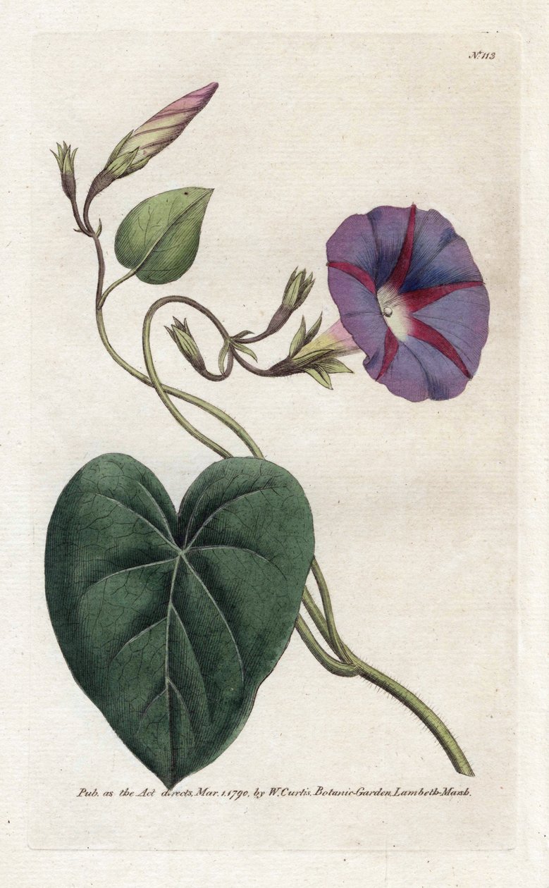 朝顔または Ipomee - James Sowerby (1757-1822) によるリトグラフィー、William Curtis